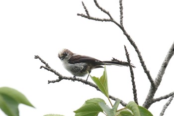 エナガ 明石公園 2022年6月5日(日)