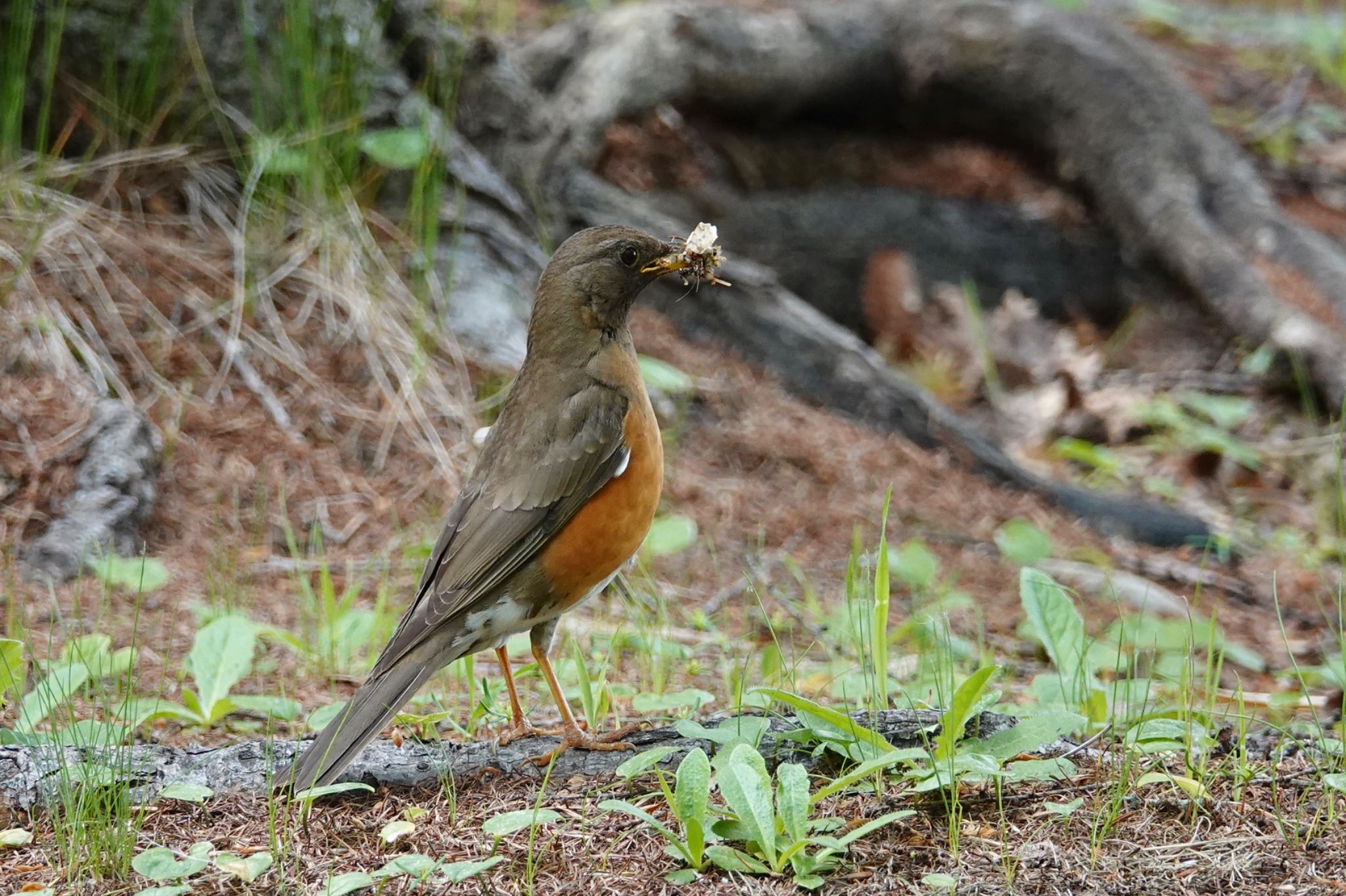 アカハラ