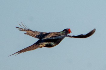 Green Pheasant 天竜川 Fri, 7/22/2022