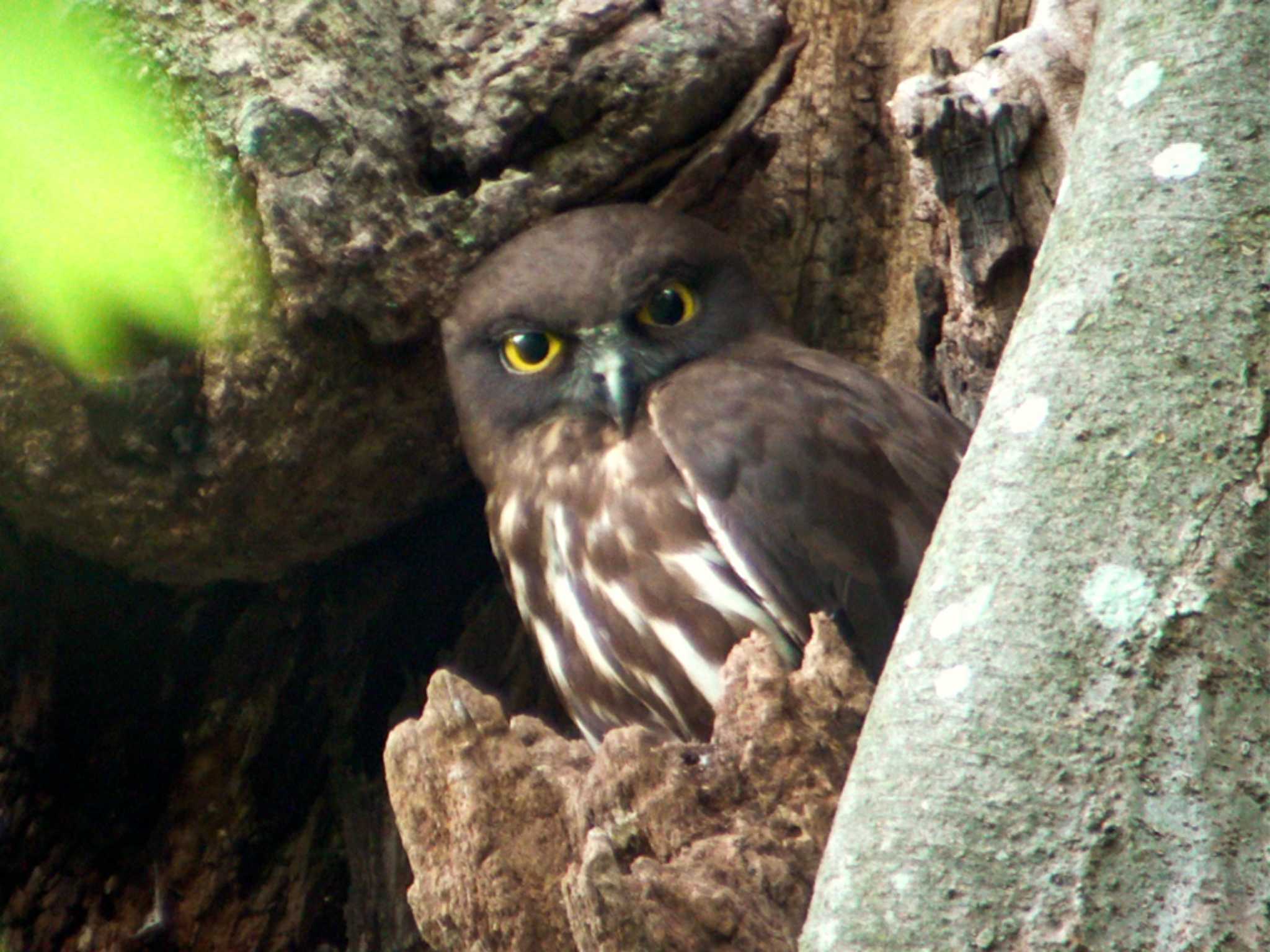 アオバズクと目が合った by Birdlover.jp