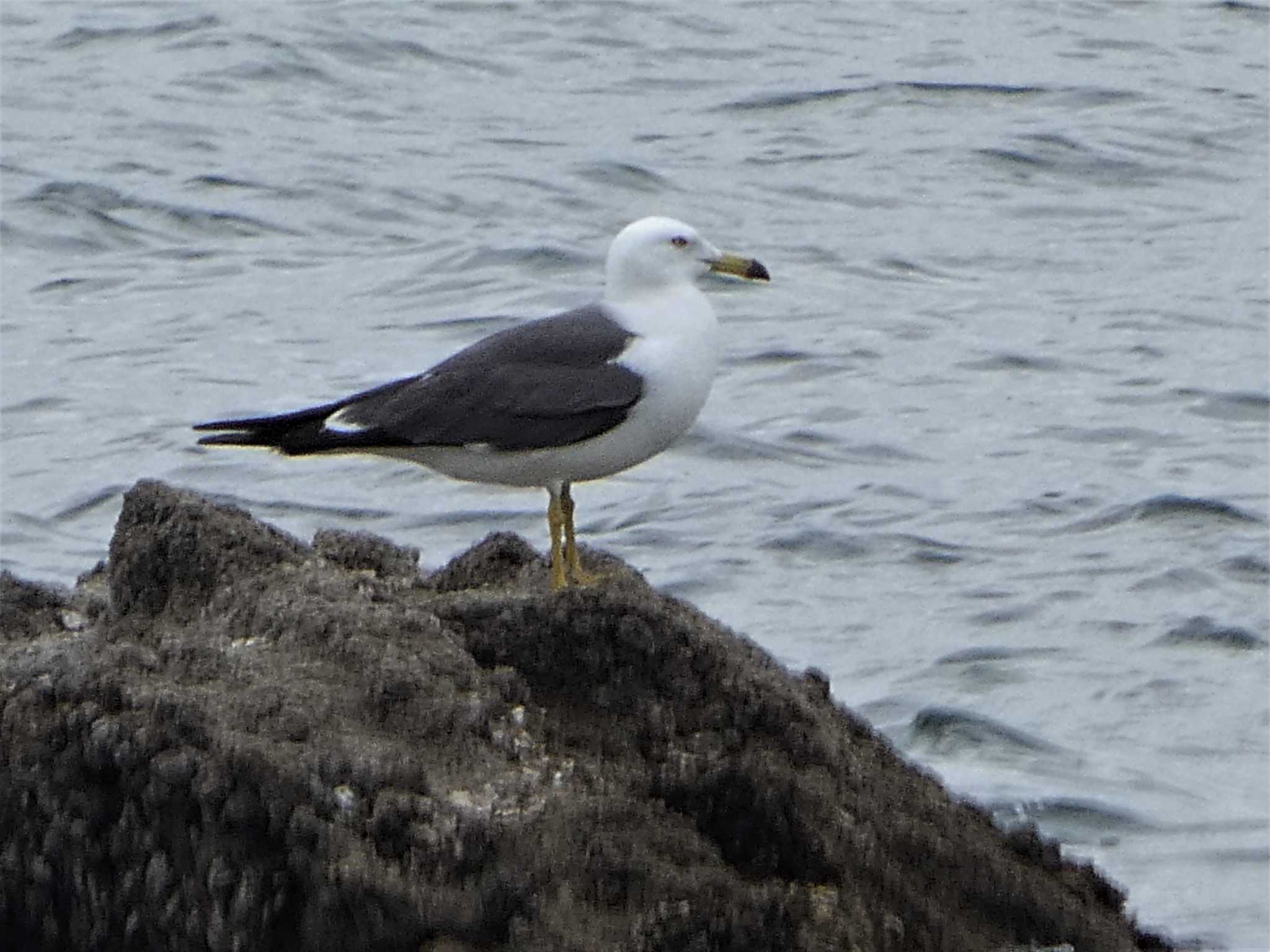 Black-tailed Gull