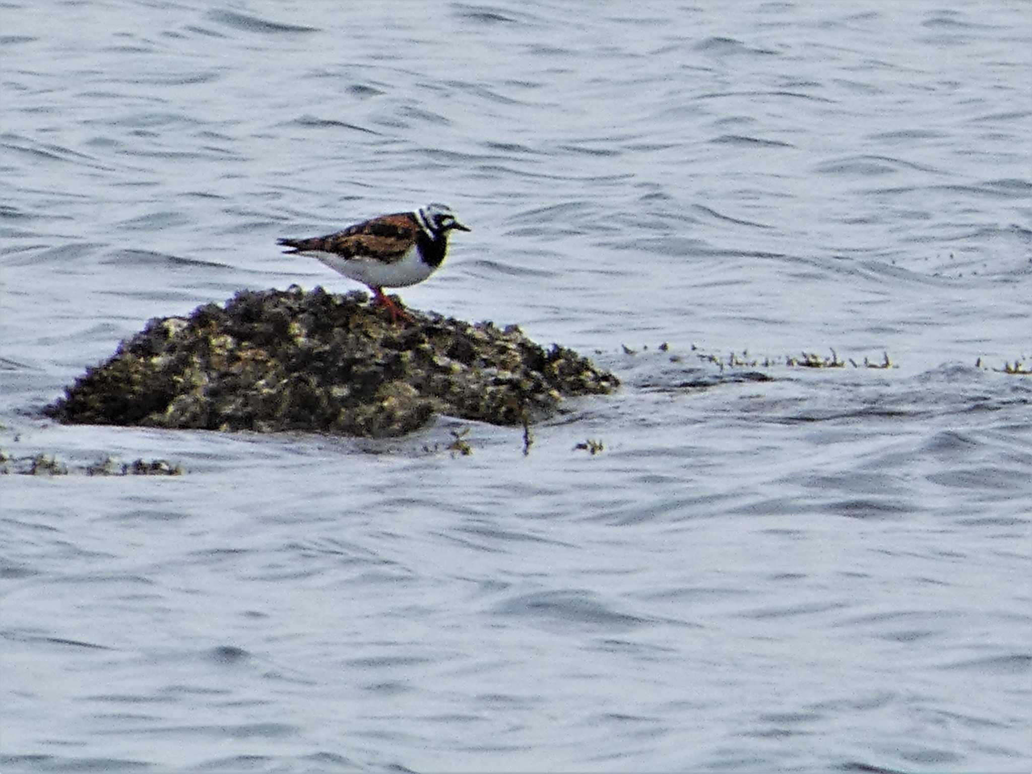 Ruddy Turnstone