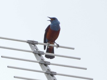 2022年5月20日(金) 裾野の野鳥観察記録