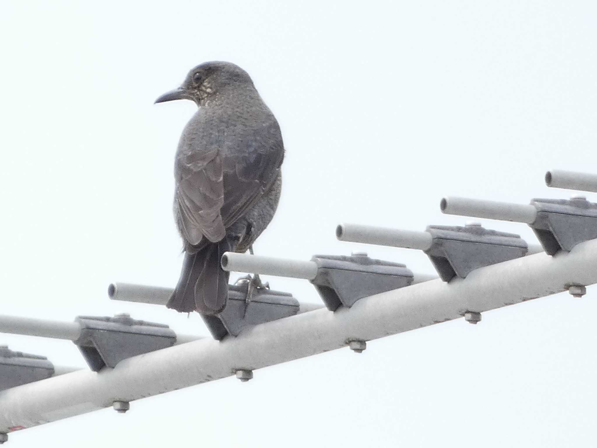 裾野 イソヒヨドリの写真 by koshi