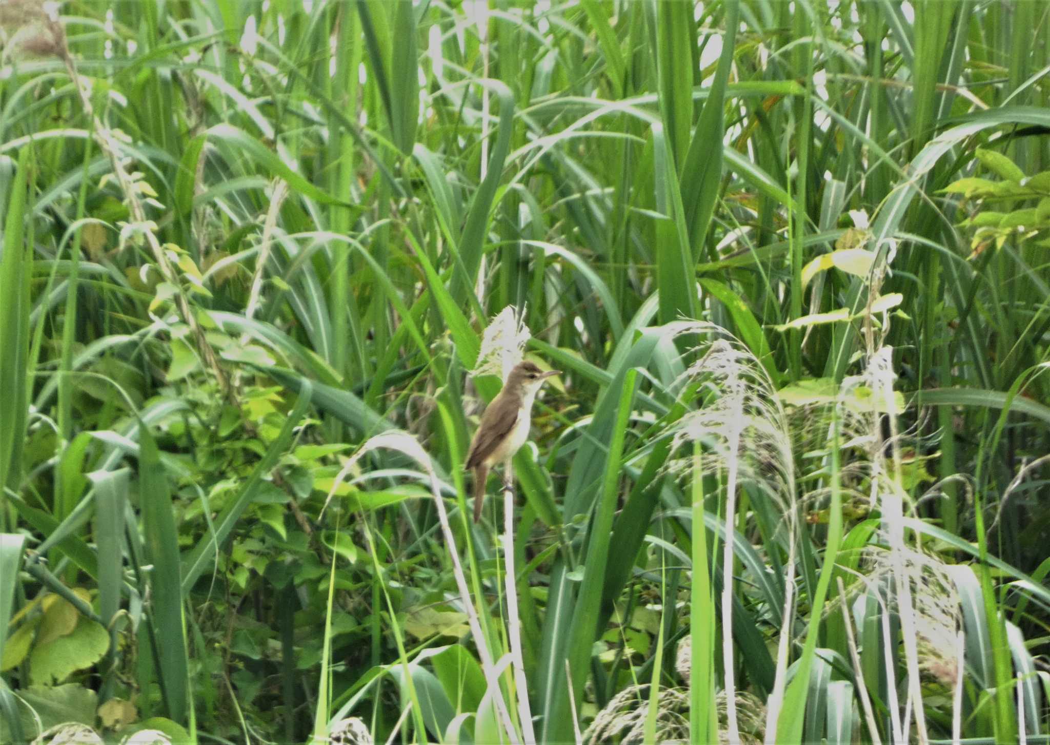 オオヨシキリ