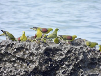 2022年7月18日(月) 大磯照ヶ崎海岸の野鳥観察記録