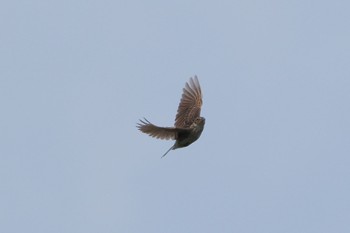 Eurasian Skylark North Inba Swamp Mon, 7/18/2022