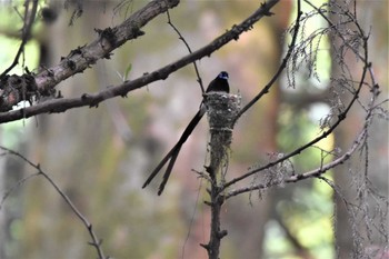 サンコウチョウ 八王子城跡公園 2022年7月22日(金)