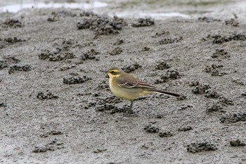 Wed, 11/22/2017 Birding report at 華江雁鴨自然公園