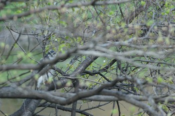 Eurasian Goshawk 世田谷区の公園 Unknown Date