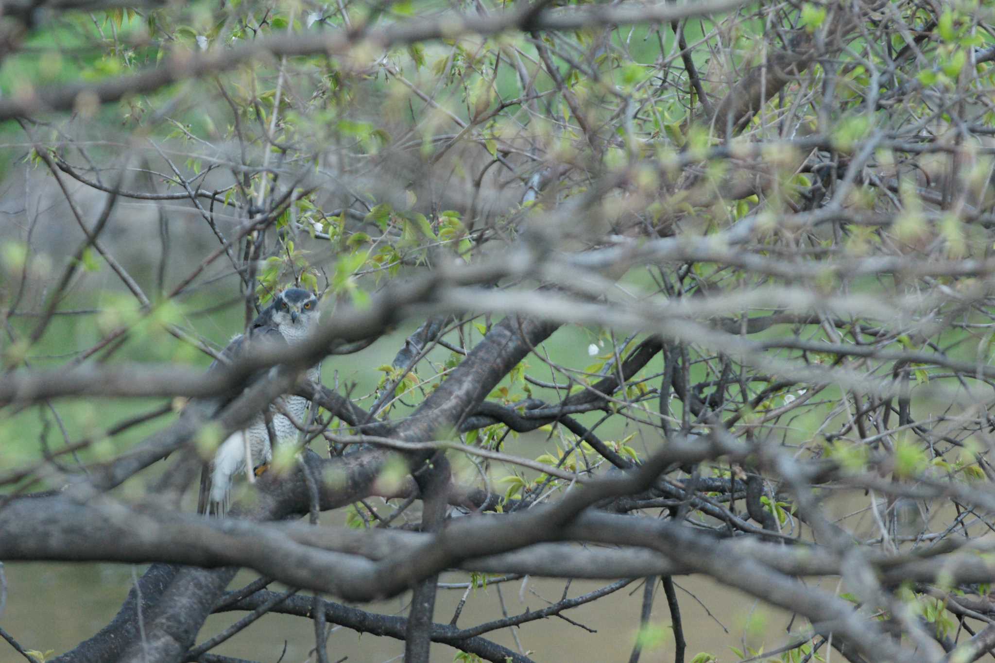 Photo of Eurasian Goshawk at 世田谷区の公園 by bea