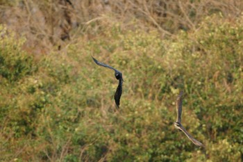 Large-billed Crow 世田谷区の公園 Unknown Date