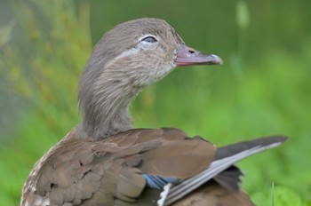 Mandarin Duck 緑ヶ丘公園(帯広市) Sat, 7/16/2022