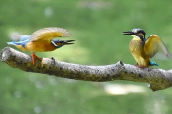 Common Kingfisher 練馬区 Sat, 7/23/2022