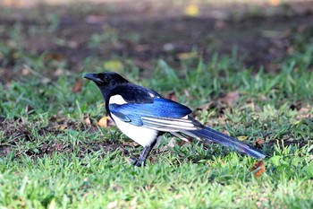 カササギ 大安森林公園 2017年11月21日(火)