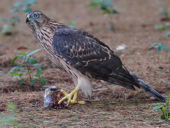 2022年7月23日(土) 善福寺川緑地の野鳥観察記録