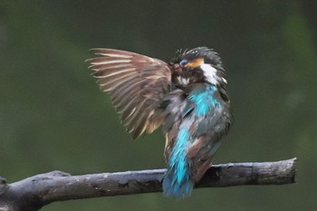 Common Kingfisher Nagahama Park Sat, 7/16/2022