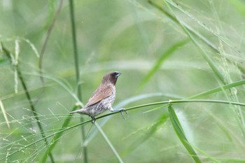 Scaly-breasted Munia 金武町田いも畑(沖縄県) Sat, 7/2/2022