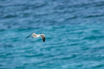 Laughing Gull UNICO 20°N 87°W Riviera Maya Wed, 1/10/2018