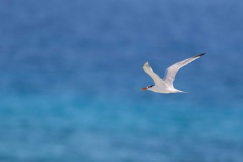 Royal Tern