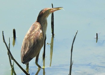 2022年7月23日(土) 伊佐沼周辺の野鳥観察記録
