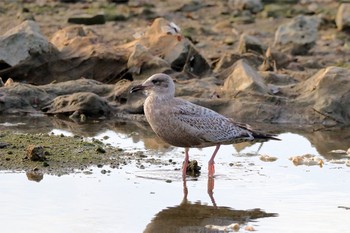 Vega Gull 具志干潟 Unknown Date