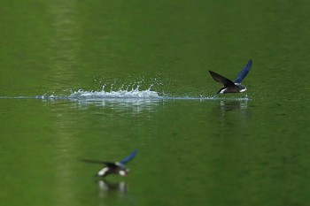 White-throated Needletail Unknown Spots Sun, 7/17/2022