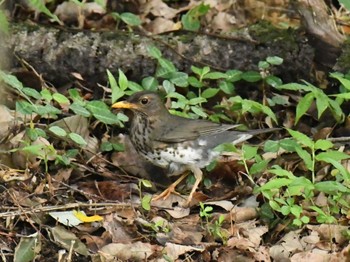 クロツグミ 各務野自然遺産の森 2022年6月23日(木)