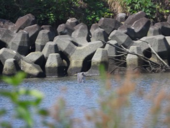 2022年7月23日(土) 荒川河川敷の野鳥観察記録