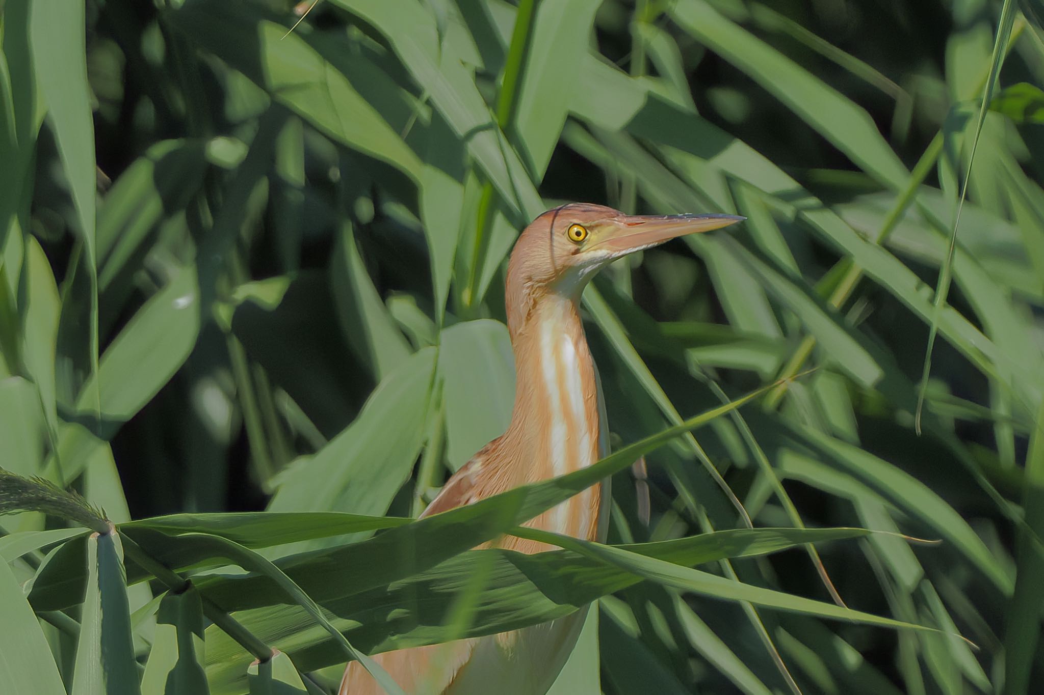 Yellow Bittern