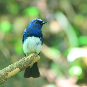 2022年7月23日(土) 大洞の水場の野鳥観察記録