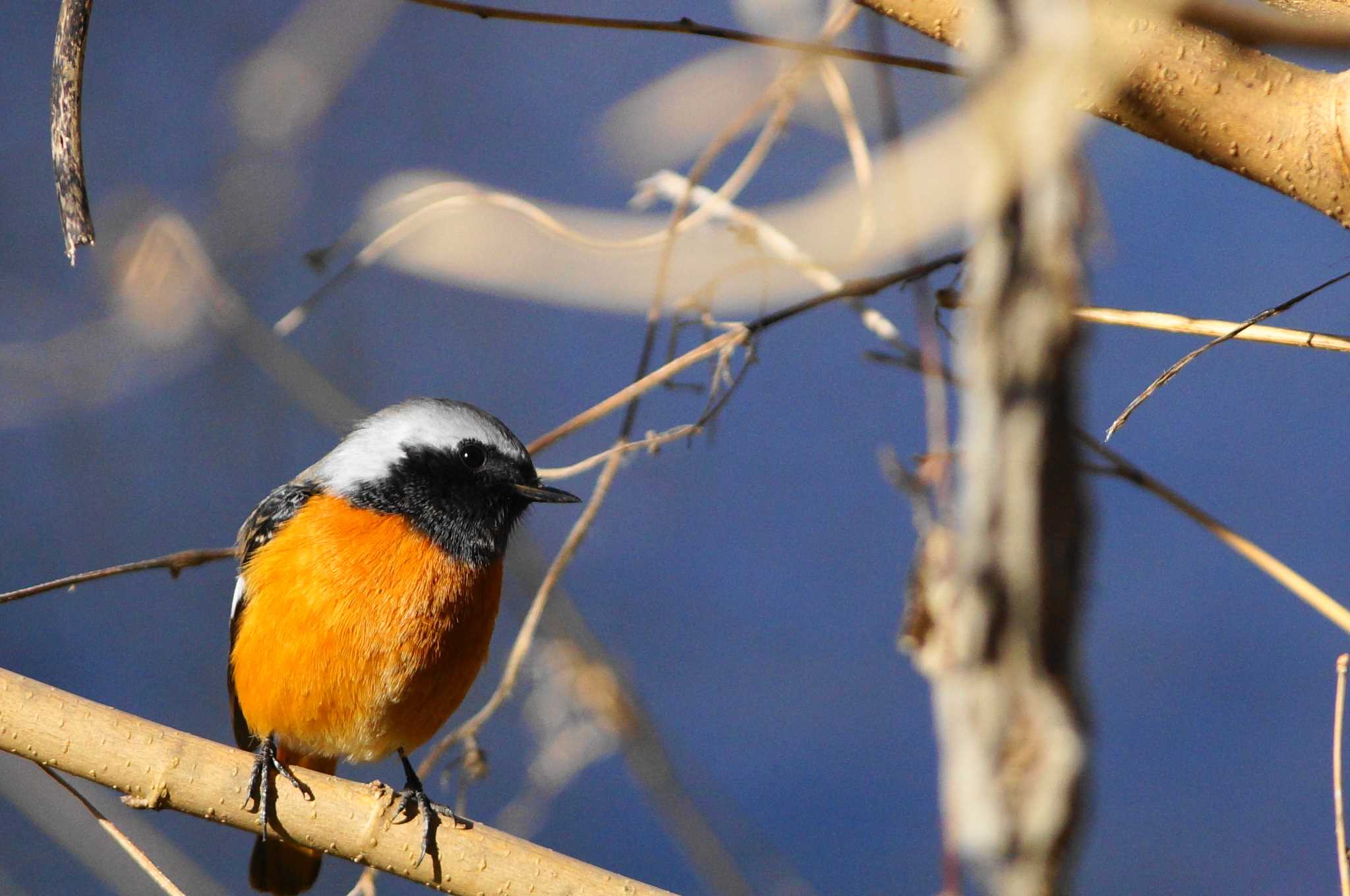 Photo of Daurian Redstart at Nogawa by bea