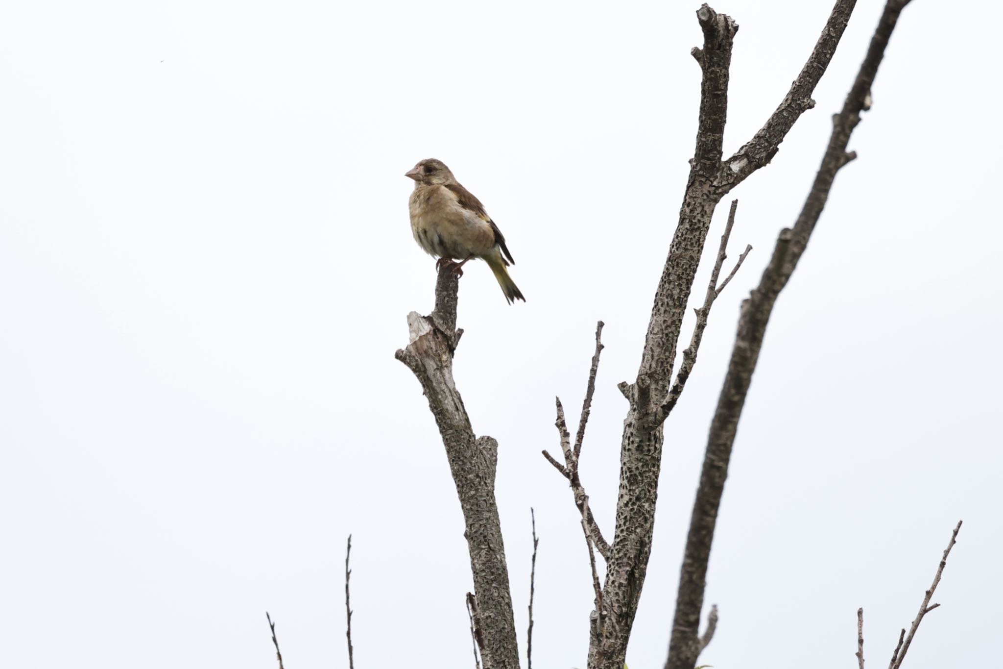 Grey-capped Greenfinch