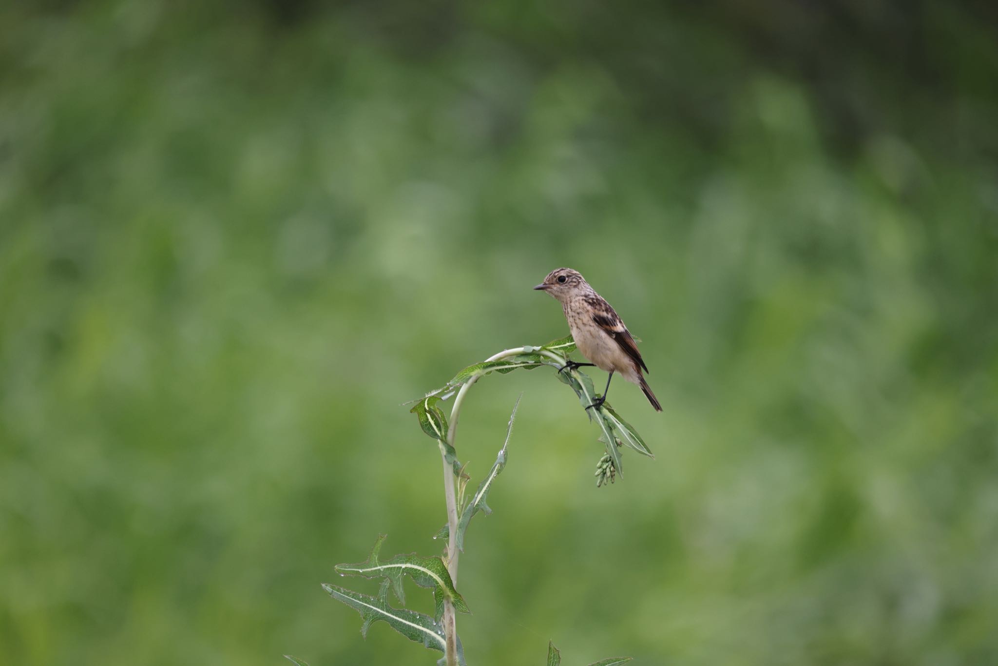 Amur Stonechat