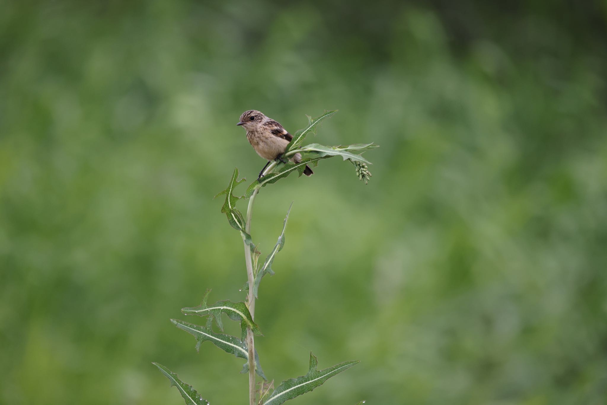 Photo of Amur Stonechat at 札幌モエレ沼公園 by will 73
