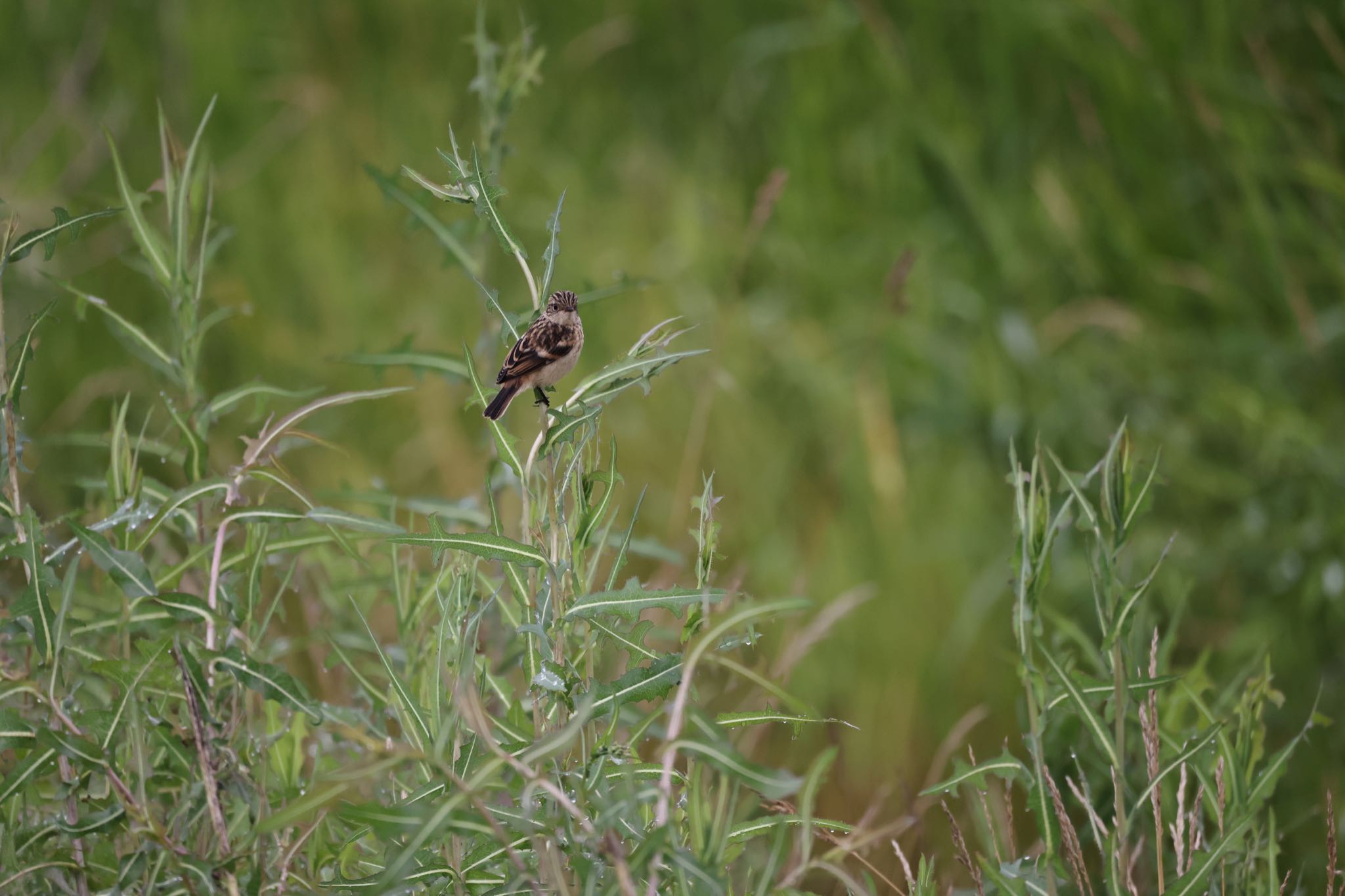 Amur Stonechat