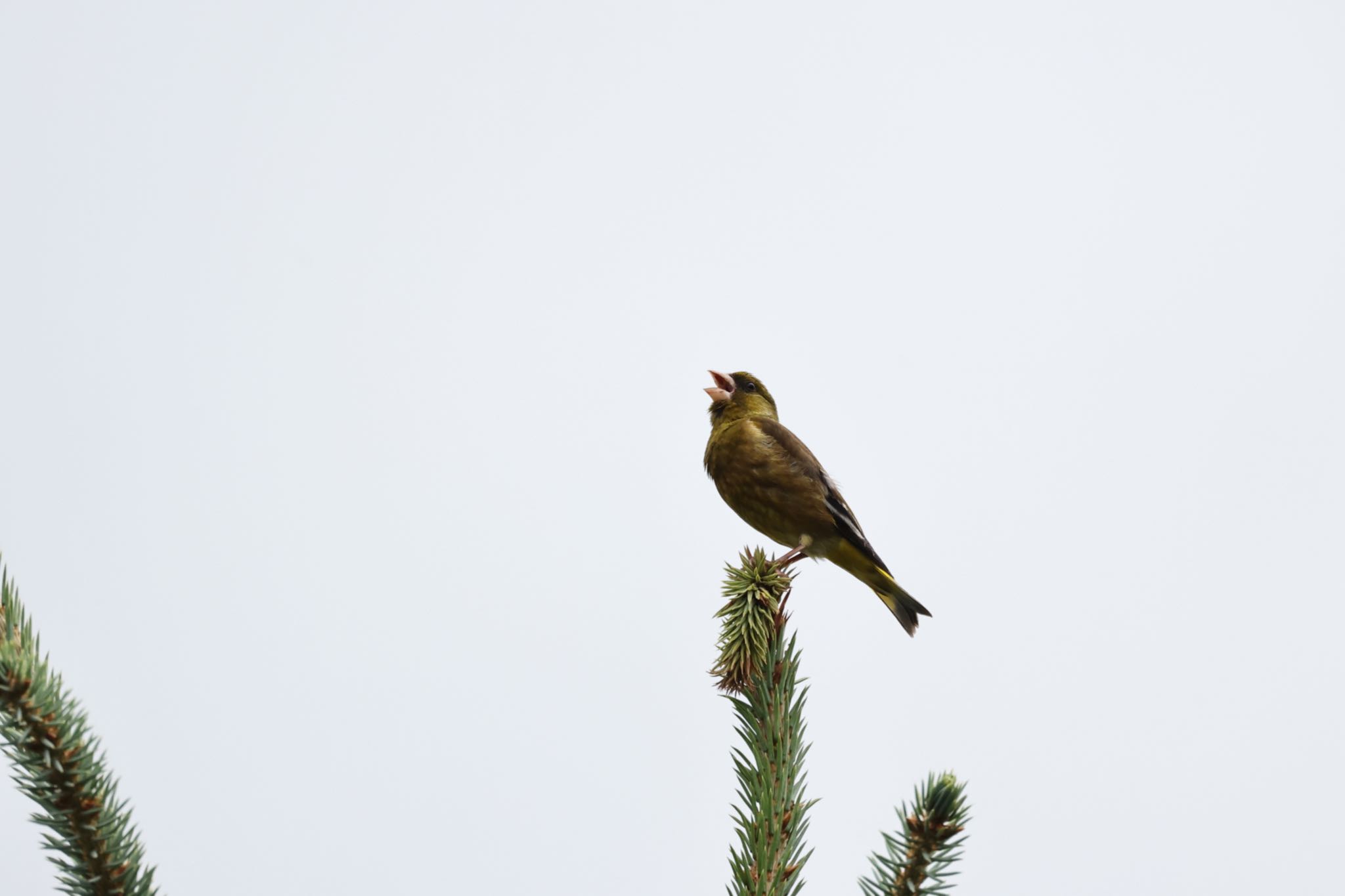 Photo of Grey-capped Greenfinch at 札幌モエレ沼公園 by will 73