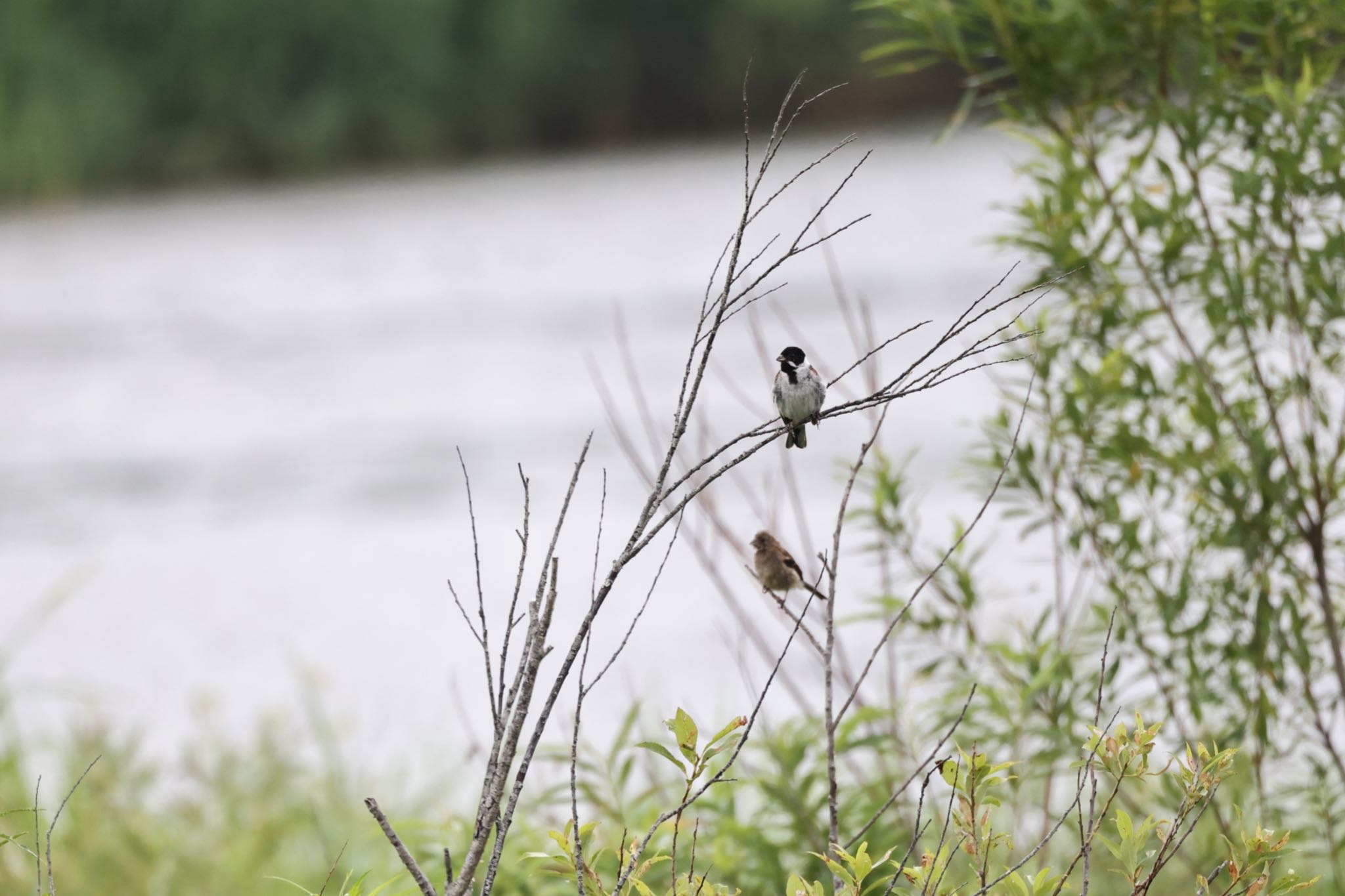 Common Reed Bunting