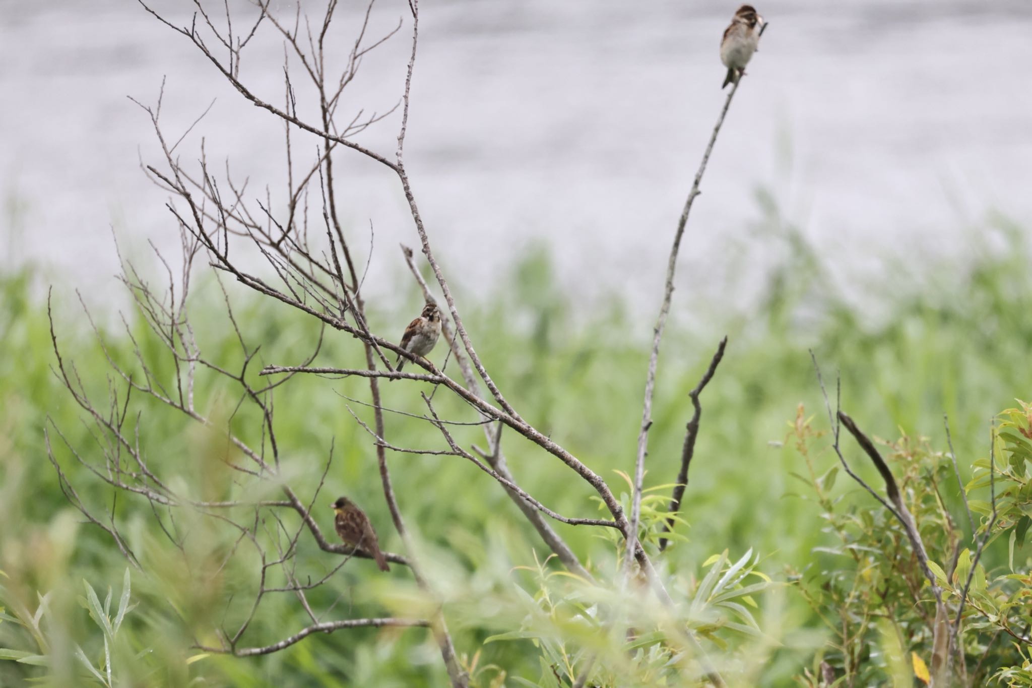 Photo of Chestnut-eared Bunting at 札幌モエレ沼公園 by will 73