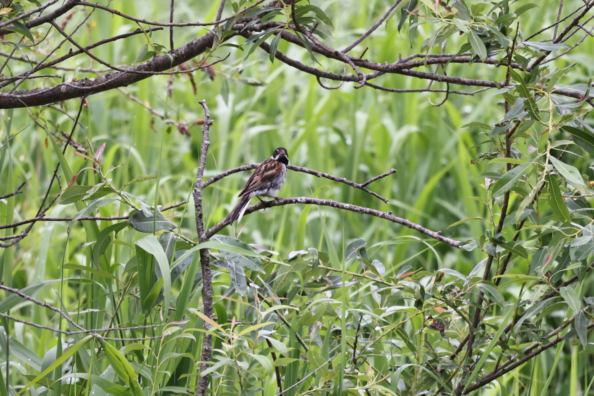 Common Reed Bunting