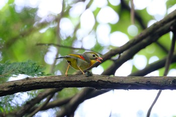 ソウシチョウ 矢田山 2022年7月23日(土)