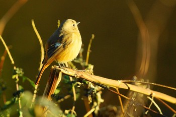 Daurian Redstart Nogawa Unknown Date