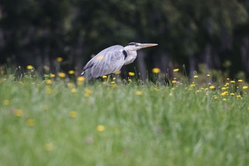 Sat, 7/23/2022 Birding report at 札幌モエレ沼公園