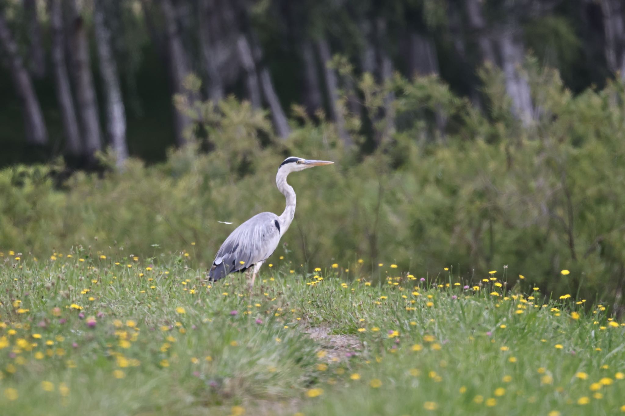 Grey Heron