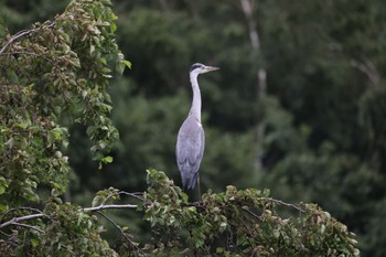 Grey Heron 札幌モエレ沼公園 Sat, 7/23/2022