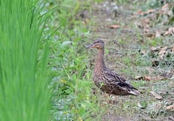 マガモ 農村公園(富士吉田市) 2022年7月23日(土)