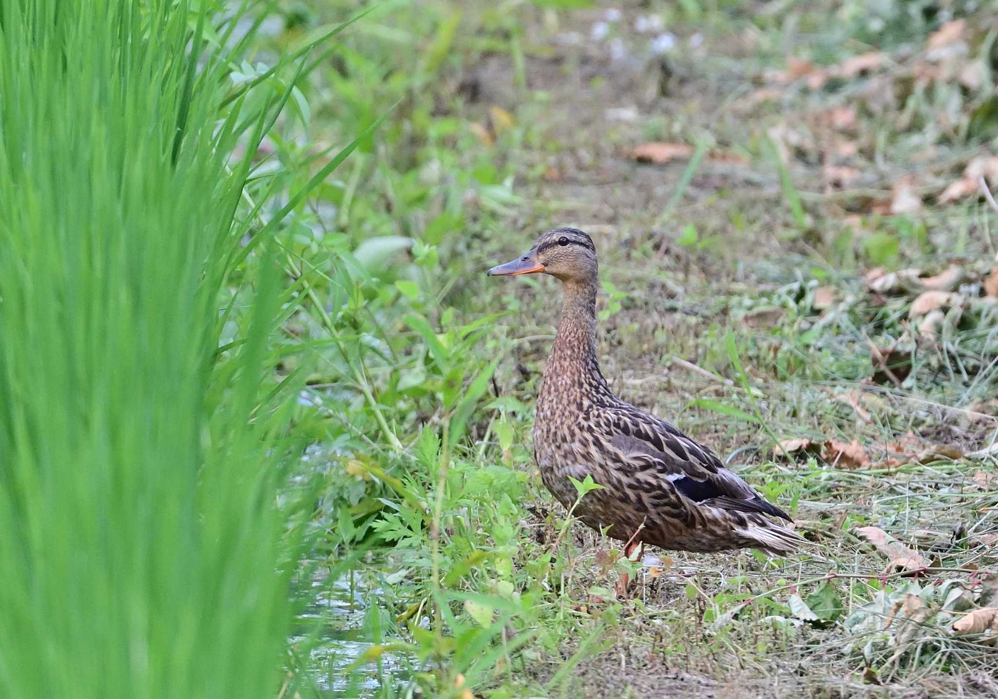 農村公園(富士吉田市) マガモの写真 by 塩コンブ