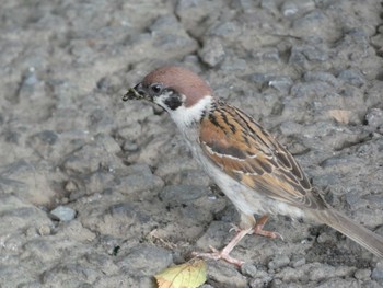 Tue, 7/19/2022 Birding report at 明治神宮北池