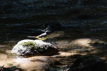 2022年7月23日(土) 三重県民の森の野鳥観察記録