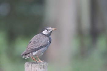 White-cheeked Starling 品川区  Sat, 7/23/2022